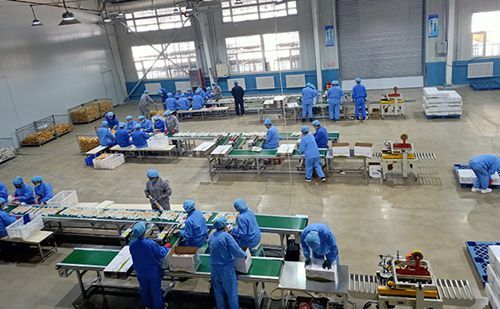 吉林省多措并舉助力農業龍頭企業復工復產，優化辦公服務護航春耕生產